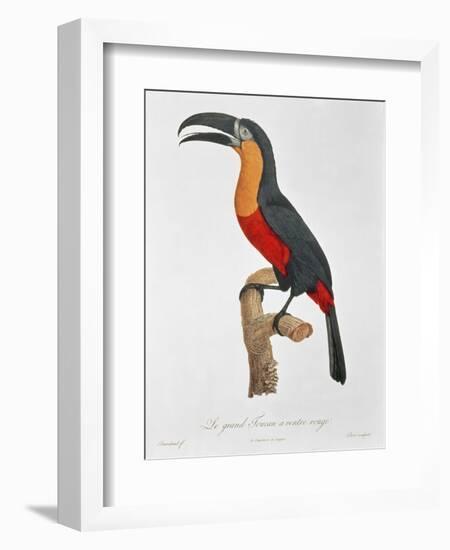 Toucan: Great Red-Bellied by Jacques Barraband-Jacques Barraband-Framed Giclee Print