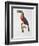 Toucan: Great Red-Bellied by Jacques Barraband-Jacques Barraband-Framed Giclee Print