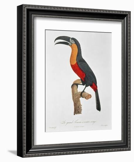 Toucan: Great Red-Bellied by Jacques Barraband-Jacques Barraband-Framed Giclee Print