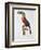 Toucan: Great Red-Bellied by Jacques Barraband-Jacques Barraband-Framed Giclee Print