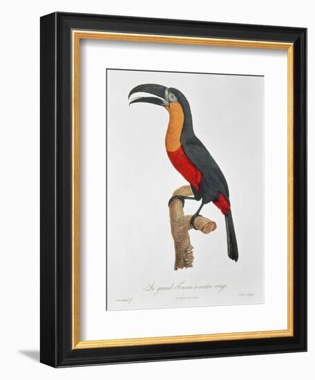 Toucan: Great Red-Bellied by Jacques Barraband-Jacques Barraband-Framed Giclee Print