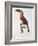 Toucan: Great Red-Bellied by Jacques Barraband-Jacques Barraband-Framed Giclee Print