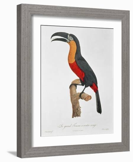 Toucan: Great Red-Bellied by Jacques Barraband-Jacques Barraband-Framed Giclee Print