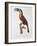 Toucan: Great Red-Bellied by Jacques Barraband-Jacques Barraband-Framed Giclee Print