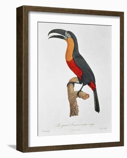 Toucan: Great Red-Bellied by Jacques Barraband-Jacques Barraband-Framed Giclee Print