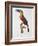 Toucan: Great Red-Bellied by Jacques Barraband-Jacques Barraband-Framed Giclee Print