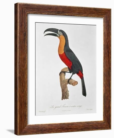 Toucan: Great Red-Bellied by Jacques Barraband-Jacques Barraband-Framed Giclee Print