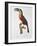 Toucan: Great Red-Bellied by Jacques Barraband-Jacques Barraband-Framed Giclee Print