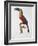 Toucan: Great Red-Bellied by Jacques Barraband-Jacques Barraband-Framed Giclee Print