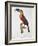 Toucan: Great Red-Bellied by Jacques Barraband-Jacques Barraband-Framed Giclee Print