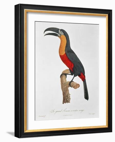 Toucan: Great Red-Bellied by Jacques Barraband-Jacques Barraband-Framed Giclee Print