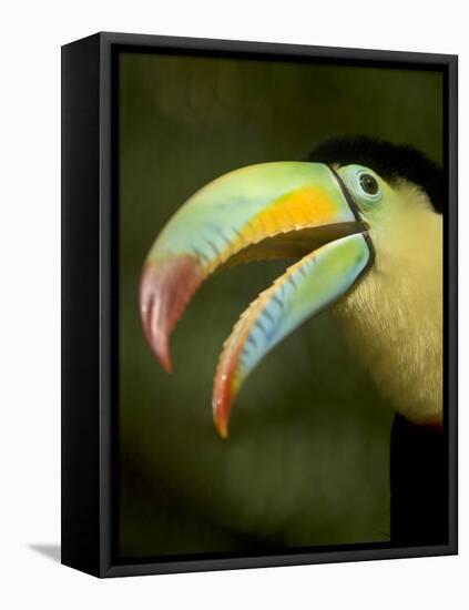 Toucan, La Paz, Costa Rica-Rob Sheppard-Framed Premier Image Canvas