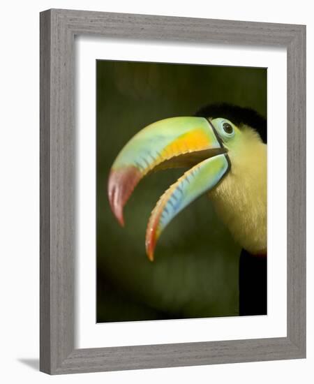 Toucan, La Paz, Costa Rica-Rob Sheppard-Framed Photographic Print