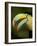 Toucan, La Paz, Costa Rica-Rob Sheppard-Framed Photographic Print