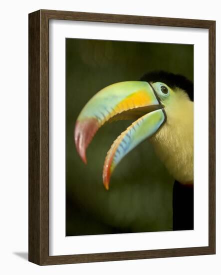 Toucan, La Paz, Costa Rica-Rob Sheppard-Framed Photographic Print