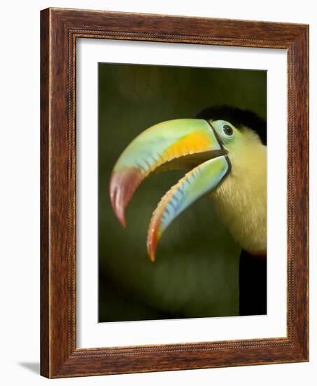 Toucan, La Paz, Costa Rica-Rob Sheppard-Framed Photographic Print