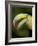 Toucan, La Paz, Costa Rica-Rob Sheppard-Framed Photographic Print