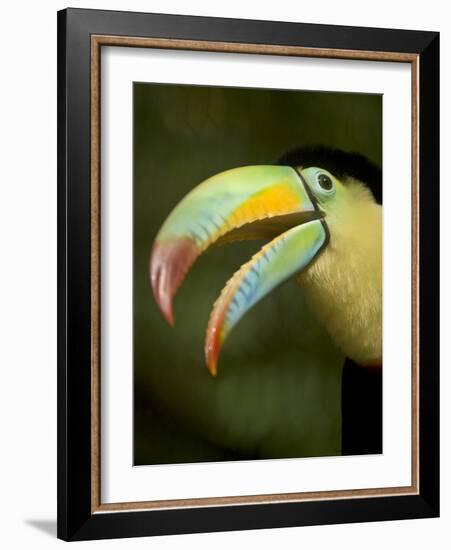 Toucan, La Paz, Costa Rica-Rob Sheppard-Framed Photographic Print