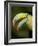 Toucan, La Paz, Costa Rica-Rob Sheppard-Framed Photographic Print