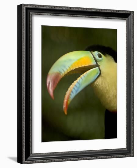 Toucan, La Paz, Costa Rica-Rob Sheppard-Framed Photographic Print