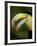 Toucan, La Paz, Costa Rica-Rob Sheppard-Framed Photographic Print