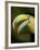 Toucan, La Paz, Costa Rica-Rob Sheppard-Framed Photographic Print