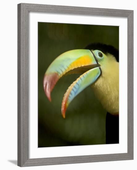 Toucan, La Paz, Costa Rica-Rob Sheppard-Framed Photographic Print