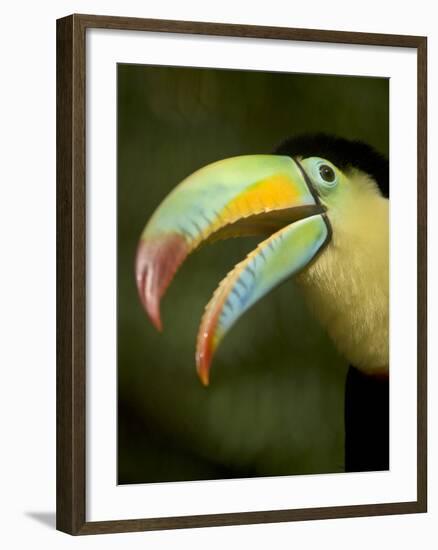 Toucan, La Paz, Costa Rica-Rob Sheppard-Framed Photographic Print