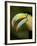 Toucan, La Paz, Costa Rica-Rob Sheppard-Framed Photographic Print