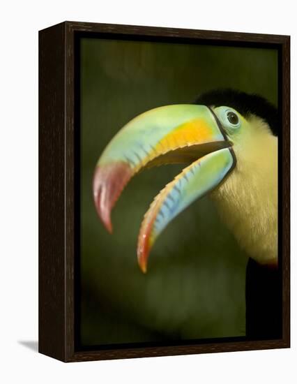 Toucan, La Paz, Costa Rica-Rob Sheppard-Framed Premier Image Canvas