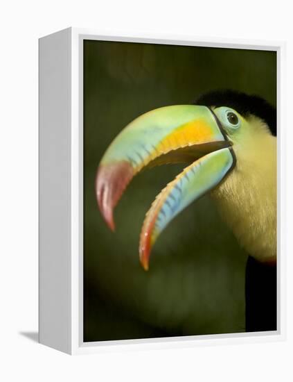 Toucan, La Paz, Costa Rica-Rob Sheppard-Framed Premier Image Canvas