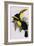 Toucan Lithograph From Gould Book of Toucans-Stapleton Collection-Framed Giclee Print
