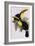 Toucan Lithograph From Gould Book of Toucans-Stapleton Collection-Framed Giclee Print