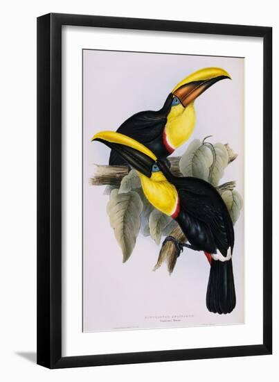 Toucan Lithograph From Gould Book of Toucans-Stapleton Collection-Framed Giclee Print