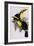 Toucan Lithograph From Gould Book of Toucans-Stapleton Collection-Framed Giclee Print