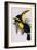 Toucan Lithograph From Gould Book of Toucans-Stapleton Collection-Framed Giclee Print