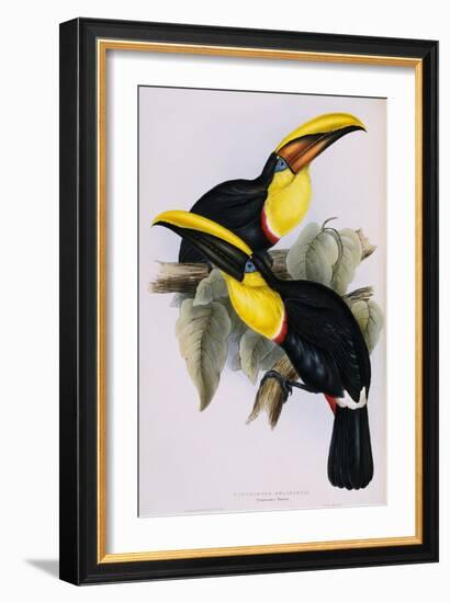 Toucan Lithograph From Gould Book of Toucans-Stapleton Collection-Framed Giclee Print