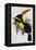 Toucan Lithograph From Gould Book of Toucans-Stapleton Collection-Framed Premier Image Canvas