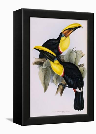 Toucan Lithograph From Gould Book of Toucans-Stapleton Collection-Framed Premier Image Canvas