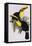 Toucan Lithograph From Gould Book of Toucans-Stapleton Collection-Framed Premier Image Canvas