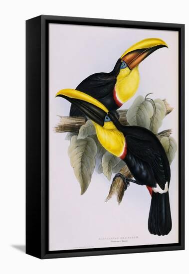 Toucan Lithograph From Gould Book of Toucans-Stapleton Collection-Framed Premier Image Canvas