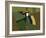 Toucan Luke-Belen Mena-Framed Giclee Print