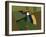 Toucan Luke-Belen Mena-Framed Giclee Print