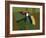 Toucan Luke-Belen Mena-Framed Giclee Print