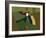 Toucan Luke-Belen Mena-Framed Giclee Print