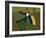 Toucan Luke-Belen Mena-Framed Giclee Print