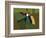 Toucan Luke-Belen Mena-Framed Giclee Print