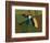 Toucan Luke-Belen Mena-Framed Giclee Print