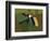 Toucan Luke-Belen Mena-Framed Giclee Print