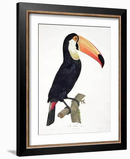 Toucan No.2, History of the Birds of Paradise by Francois Levaillant, Engraved by J.L. Peree-Jacques Barraband-Framed Giclee Print